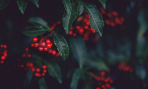 Zdjęcie do Moc świątecznych życzeń